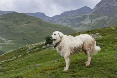 Le deuxième nom du patou est "montagne des Pyrénées".
