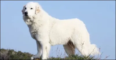 Un patou pèse environs 60 kg.