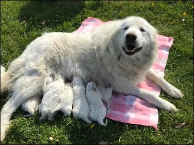 Il a une espérance de vie 15 à 23 ans.