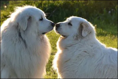 Et pour finir, il est connu pour garder les chèvres.