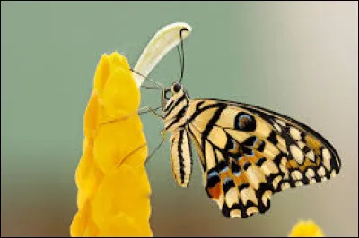 Quelle est la traduction du titre "Butterfly", une chanson de Superbus ?