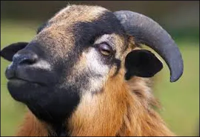 Qui chante ces paroles : "Un oiseau, un enfant, une chèvre/ Le bleu du ciel, un beau sourire du bout des lèvres/ Un crocodile, une vache, du soleil/ Et ce soir je m'endors au pays des merveilles" ?