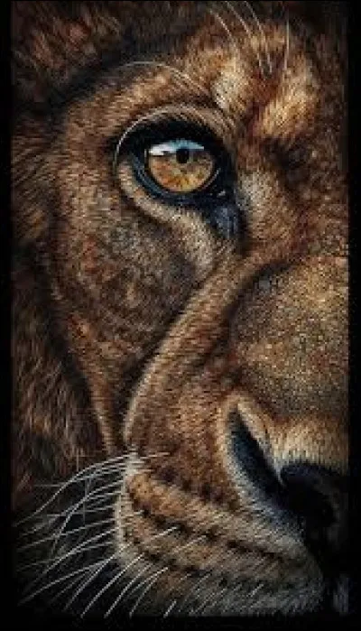 Quel groupe a repris "Le lion est mort ce soir" dans les années 90 ?