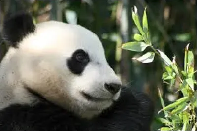 À quelle chanteuse française doit-on "Pandi Panda" en 1984 ?