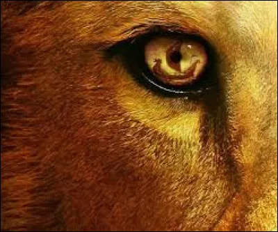 Quel est le titre d'une chanson de Yannick Noah ?