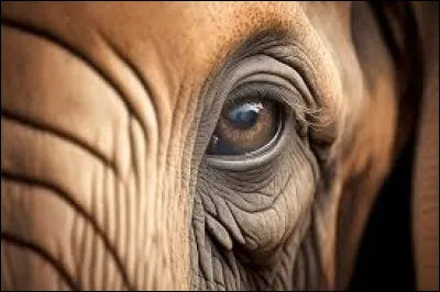 Qui interprète "Le Cimetière des éléphants" dans les années 80 ?