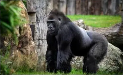 Quel singe donne son nom &agrave; une chanson de Georges Brassens ?