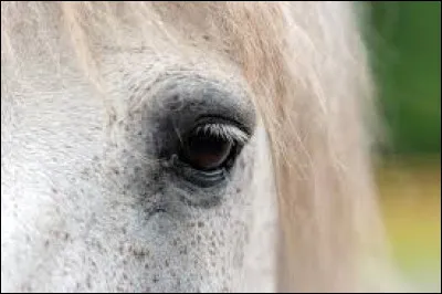 Quelle est la couleur du cheval Stewball qui est évoquée dans la chanson de Hugues Aufray ?