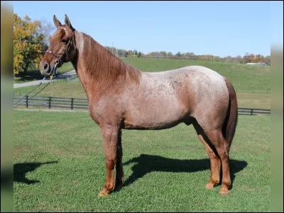 Quelle est cette robe ?