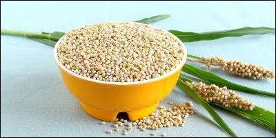 Sous quel nom est plus connu le sorgho, céréale de base de l'Afrique  ?