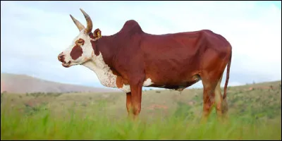 Quel est le nom de ce bovidé domestique, originaire du sous-continent indien ?