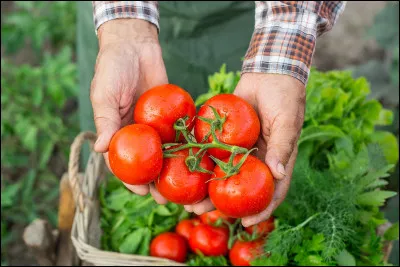 Quel chanteur français interprète "Les Tomates" en 1993 ?