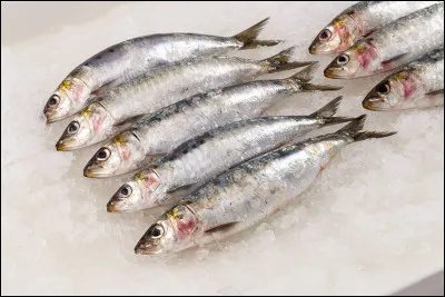 Complétez les paroles de cette fameuse chanson de Patrick Sébastien, "Les Sardines".

"Pour faire une chanson facile, facile
Faut d'abord des paroles débiles, débiles
Une petite mélodie qui te prend bien la tête...