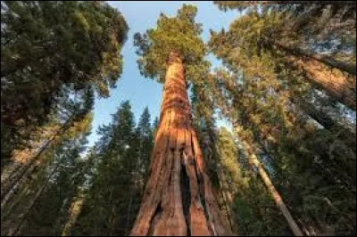 Quel est le nom de ce grand arbre ?