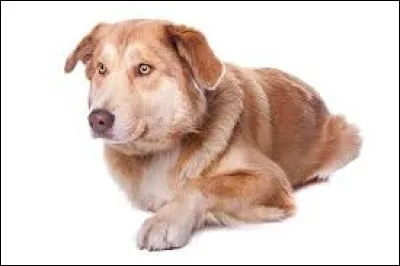 L’autre nom de l'aïdi est le malamute de l'Atlas.