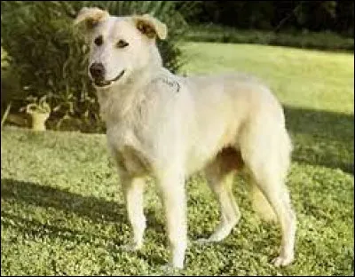 Le terme "aïdi" provient du berbère "aydi" et signifie tout simplement "chiot".