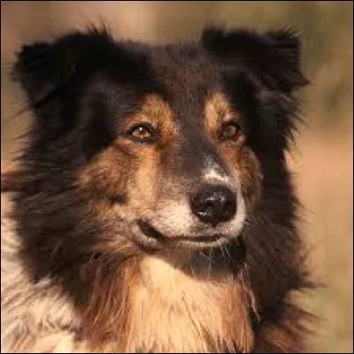 Un aïdi pèse environ 20kg.