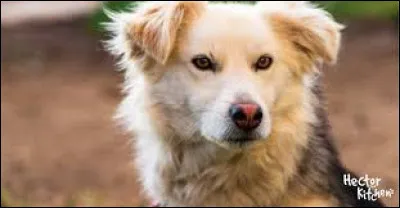 Il mesure environ 55cm.