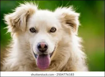 Et pour finir, il est plutôt affectueux, fidèle, obéissant et protecteur.