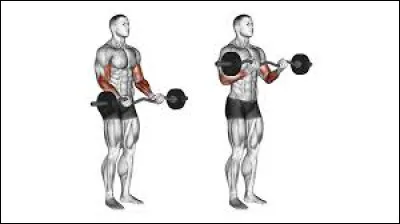 Lorsque je fais du curl avec une barre en Z. Quels muscles sont sollicités ?