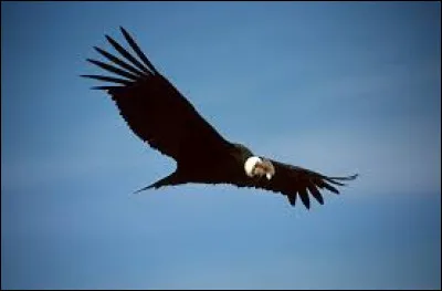 Sur lequel de ces drapeaux d'Amérique du Sud peut-on voir un condor ?