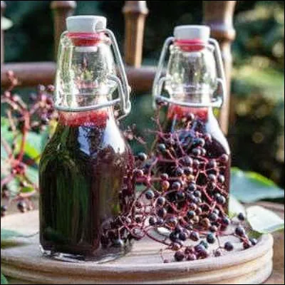 Quel arbuste de la famille des caprifoliacées, qui pousse dans les sols riches en azote, donne des fruits très appréciés des oiseaux et consommés en jus et en sirop ?