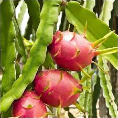 Quelle est la particularité du fruit du dragon ?
