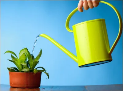 Si Dédée l'orchidée boit 50 cL d'eau par semaine, combien de litres d'eau lui faut-il pour une année de 52 semaines ?