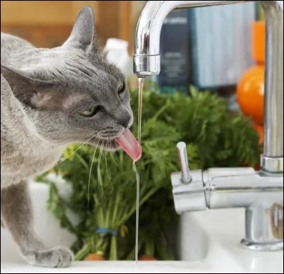 Mon chat Pollux boit 400 mL deau par jour. Combien boit-il dhectolitres deau en une année ?