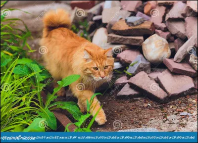 Quel sera le grade de Rusty à sa mort ?