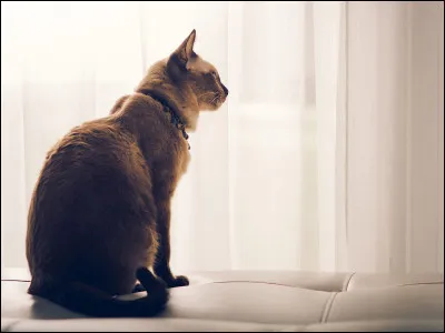 Tu as deux frères mais pas de sur, tes deux frères ont un nom différent du tien, car ta mère les préfère à toi.