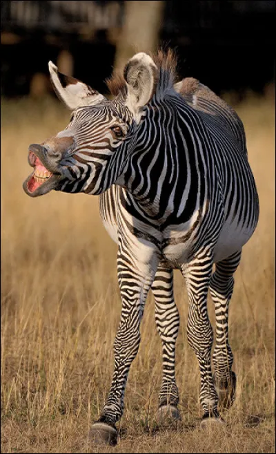 Après le Tage, quel fleuve est le plus long avec ses 928 km ?