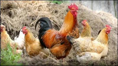 L'Espagnol (ou Castillan) est la langue officielle des habitants. Il y a 4 autres langues officielles mais locales, retrouvez en trois !