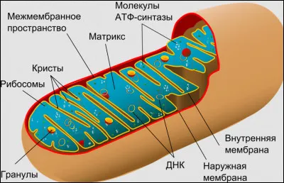 Quelle est la fonction principale des mitochondries ?