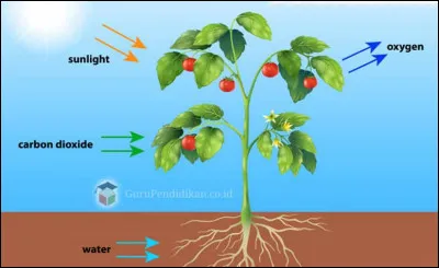 Quel est le nom du processus par lequel les plantes fabriquent leur nourriture ?