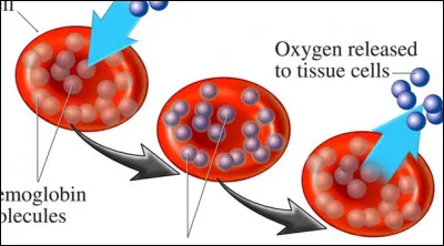 Quel est le rôle principal des globules rouges ?