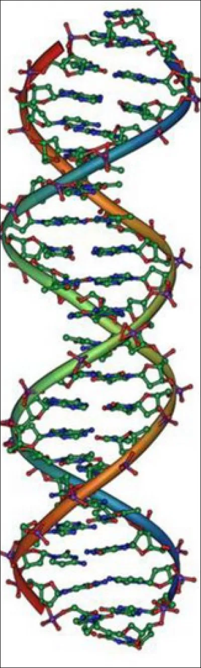 Qu'est-ce que l'ADN ?