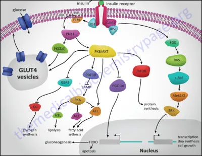 Quel organe produit l'insuline ?