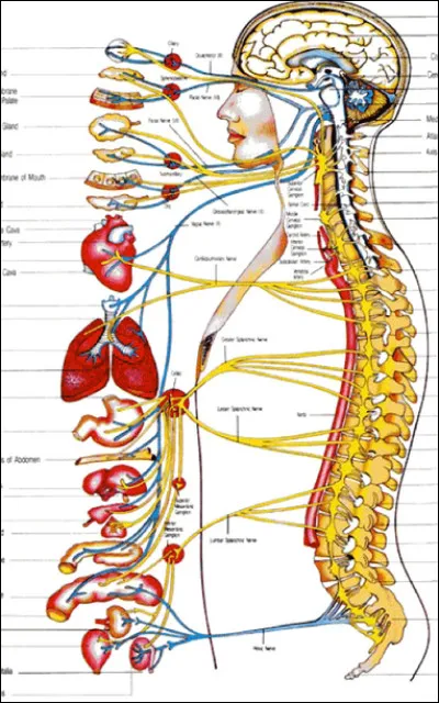 Quelle est la principale fonction du système nerveux ?