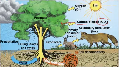 Qu'est-ce qu'un écosystème ?