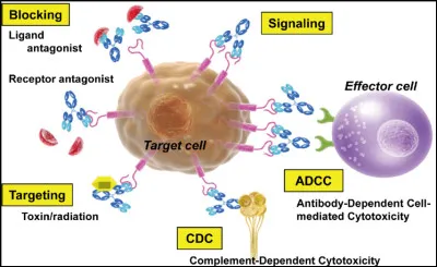 Quel est le rôle des anticorps dans le système immunitaire ?