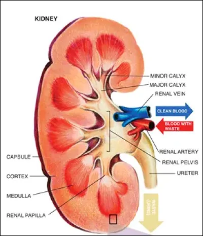 Quel est le rôle principal des reins ?