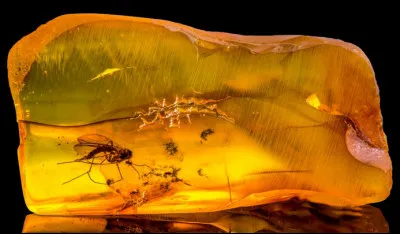 Qu'est-ce qu'un fossile ?