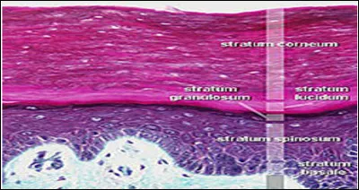 Quel est le plus grand organe du corps humain ?