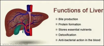 Quel est le rôle principal du foie ?
