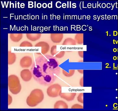 Quel est le rôle principal des globules blancs ?