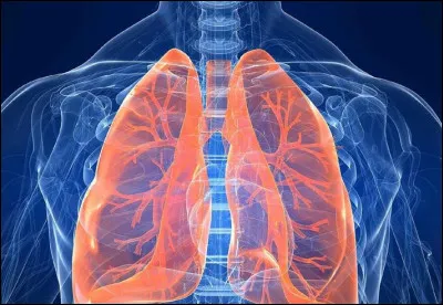 Quel est le rôle principal des poumons ?