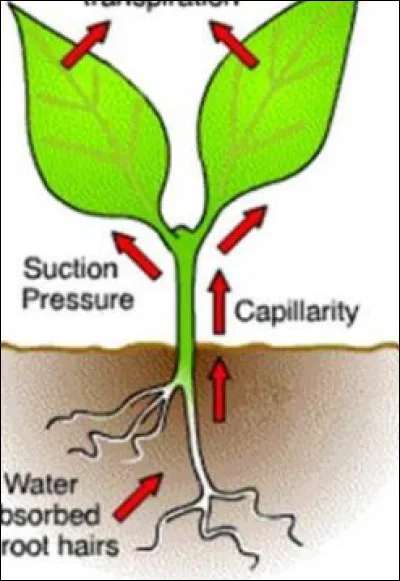 Quel est le nom du processus par lequel les plantes perdent de l'eau sous forme de vapeur ?