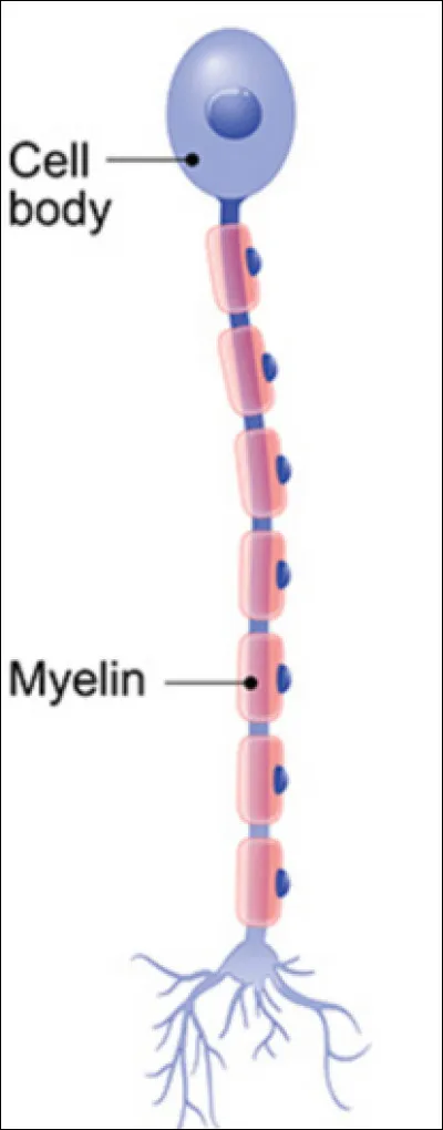 Qu'est-ce qu'un neurone ?
