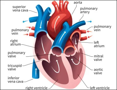Quel est le rôle principal du cur ?